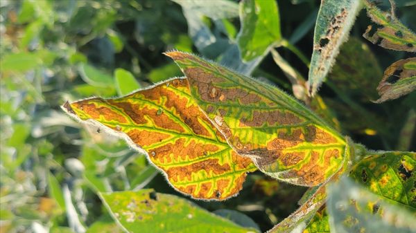 foliar soybean sudden death syndome symptoms d mangel_edit