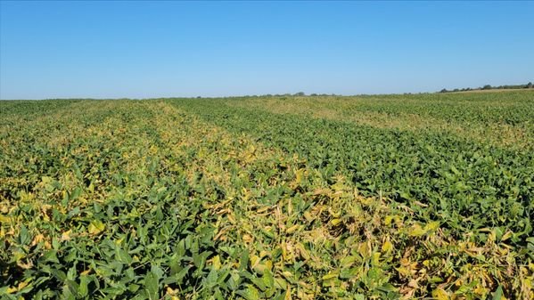 SDS Symptoms differ between tolerant varieties and susceptible varieties. There are four rows of a tolerant variety planted betw_edit
